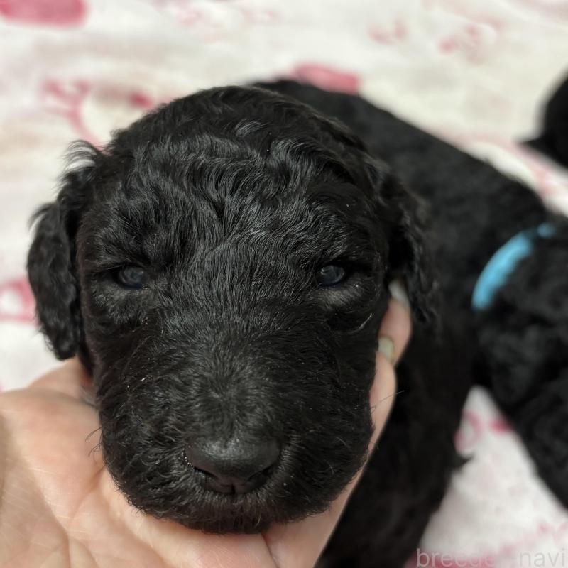 販売中の千葉県のスタンダードプードル-449156の1枚目