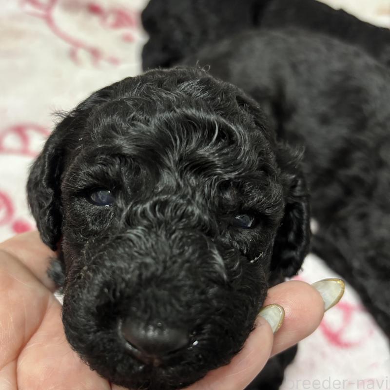 販売中の千葉県のスタンダードプードル-449157の1枚目