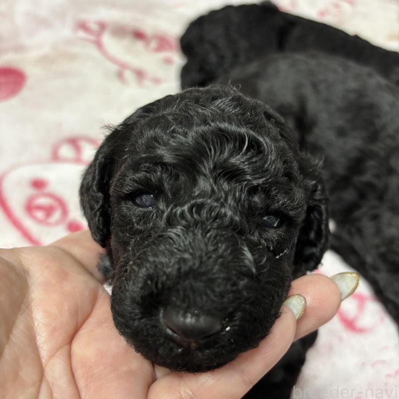 販売中の千葉県のスタンダードプードル-449157の3枚目