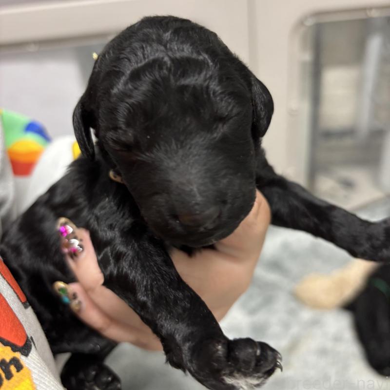 販売中の千葉県のスタンダードプードル-449157の2枚目