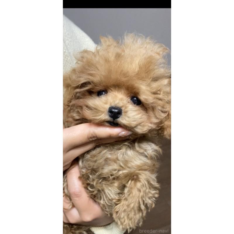 商談中の熊本県のティーカッププードル-441234の2枚目