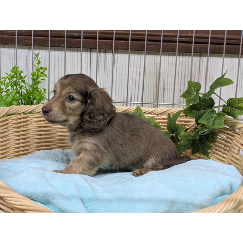 販売中の鹿児島県のカニンヘンダックスフンド(ロングヘアード)-449158の4枚目