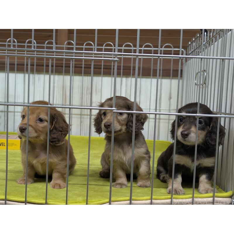 販売中の鹿児島県のカニンヘンダックスフンド(ロングヘアード)-449158の2枚目