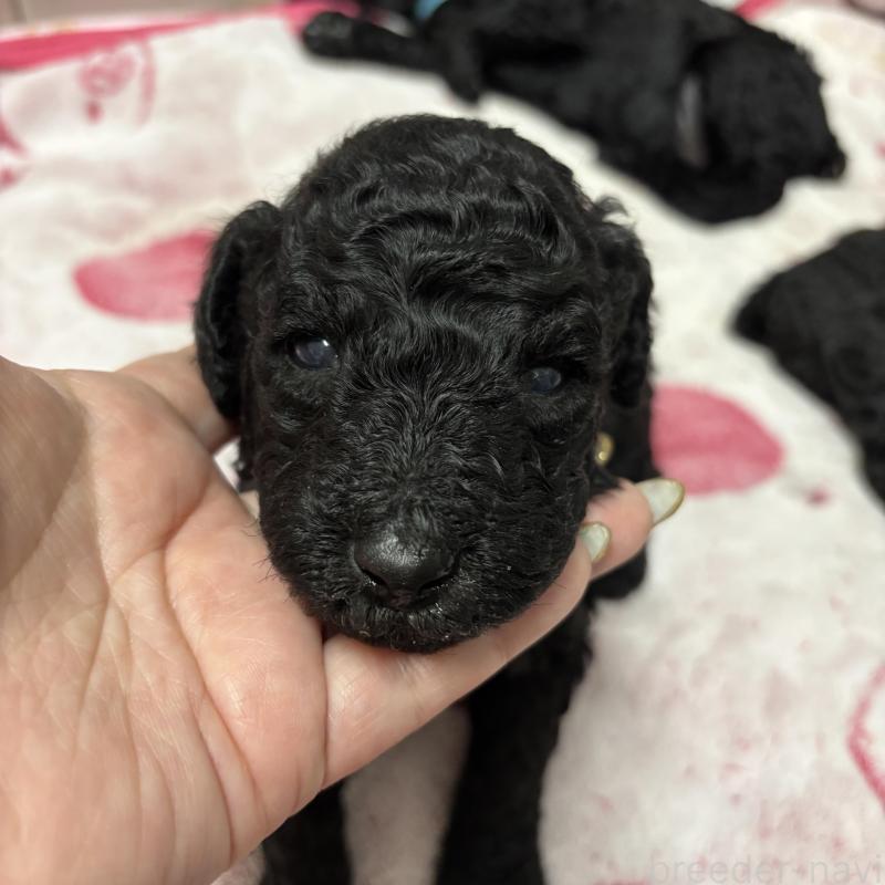 販売中の千葉県のスタンダードプードル-449160の3枚目