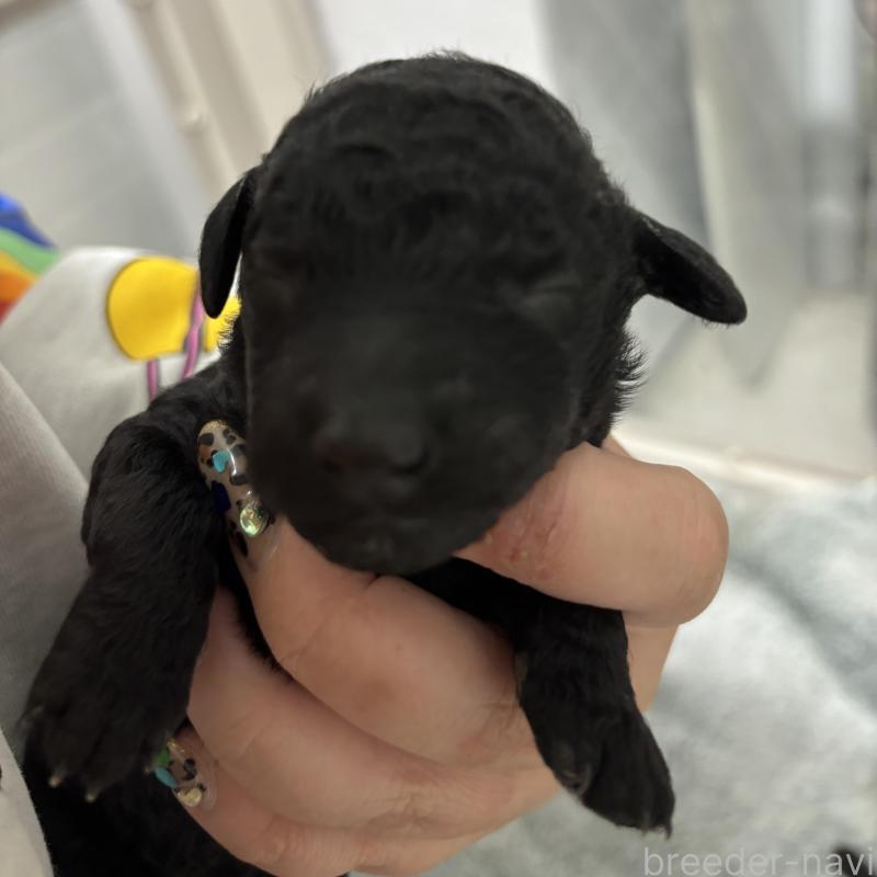 販売中の千葉県のスタンダードプードル-449160の2枚目