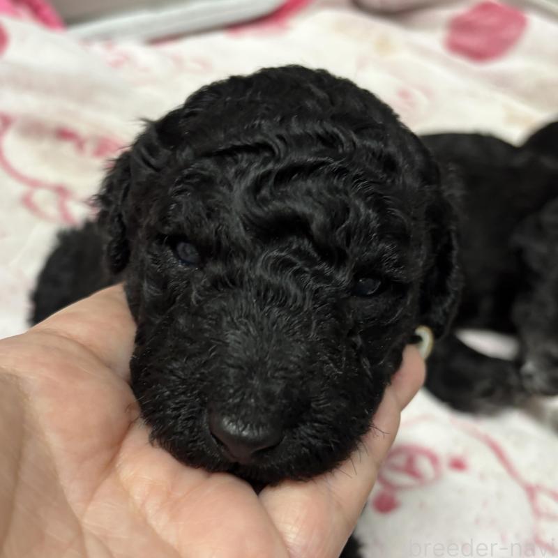 販売中の千葉県のスタンダードプードル-449161の1枚目