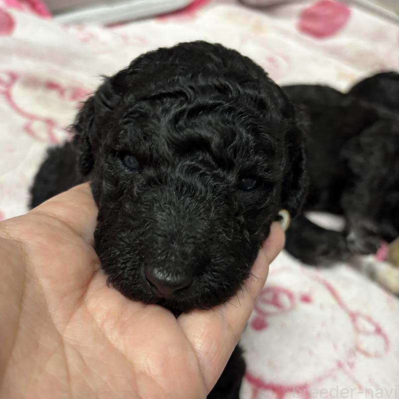 販売中の千葉県のスタンダードプードル-449161の3枚目