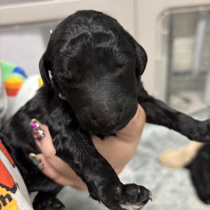 販売中の千葉県のスタンダードプードル-449161の2枚目