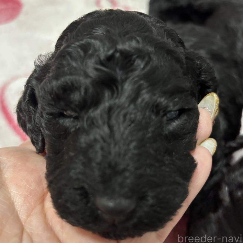 販売中の千葉県のスタンダードプードル-449163