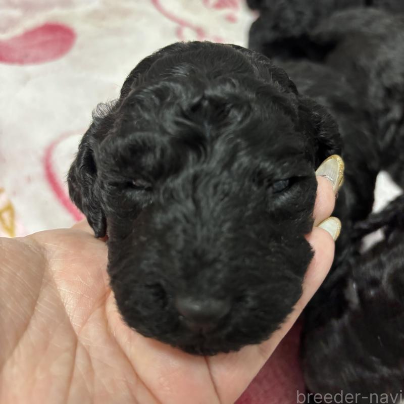 販売中の千葉県のスタンダードプードル-449163の3枚目