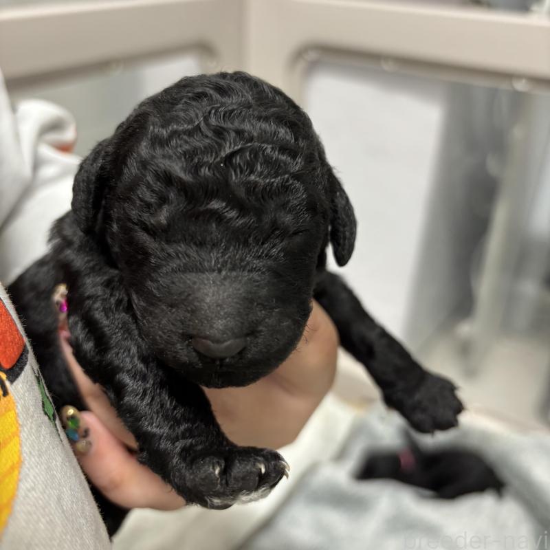 販売中の千葉県のスタンダードプードル-449163の2枚目