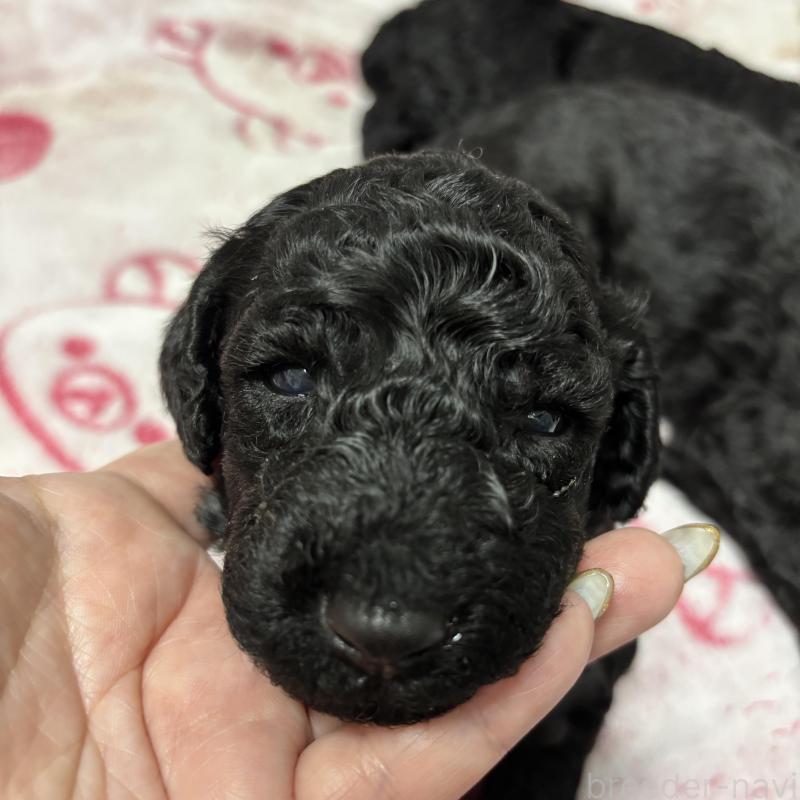 販売中の千葉県のスタンダードプードル-449164の3枚目