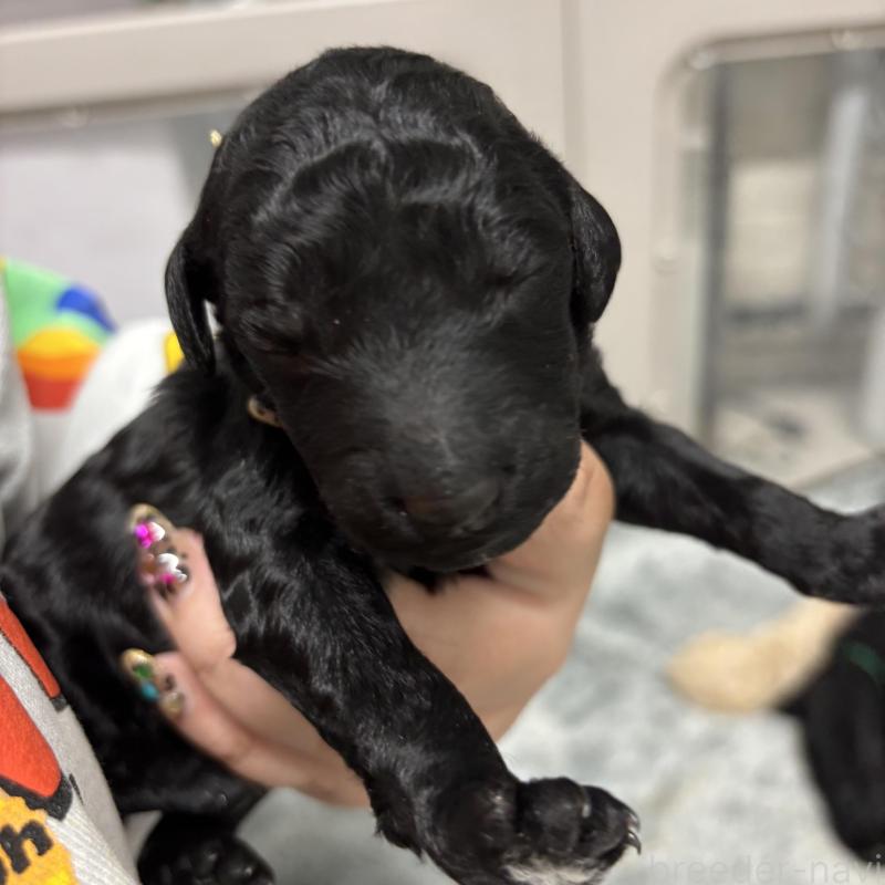 販売中の千葉県のスタンダードプードル-449164の2枚目