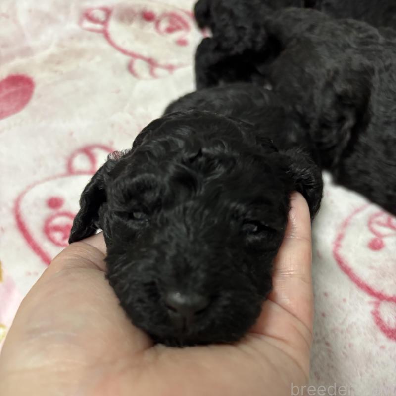 販売中の千葉県のスタンダードプードル-449165の3枚目