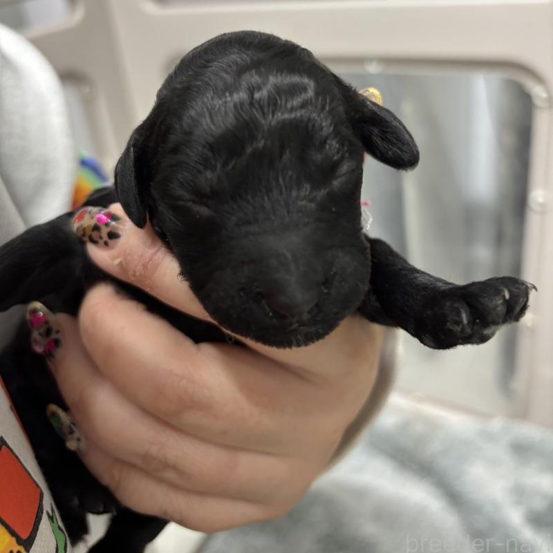 販売中の千葉県のスタンダードプードル-449165の2枚目