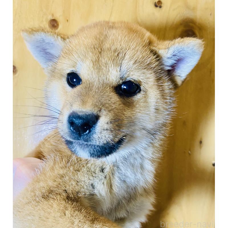 販売中の静岡県の豆柴-449168