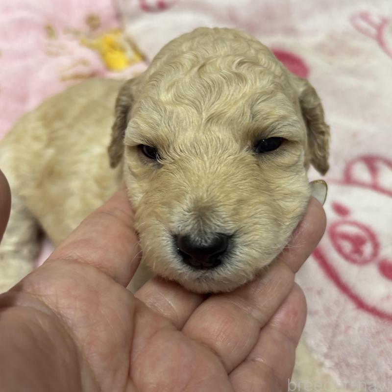 販売中の千葉県のスタンダードプードル-449167