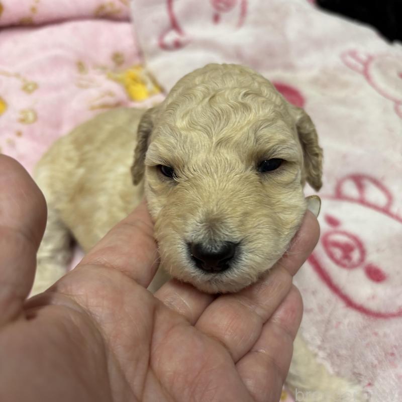 販売中の千葉県のスタンダードプードル-449167の3枚目