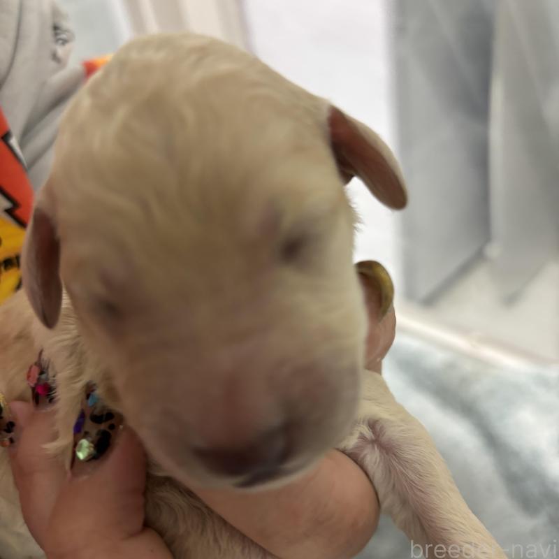 販売中の千葉県のスタンダードプードル-449167の2枚目