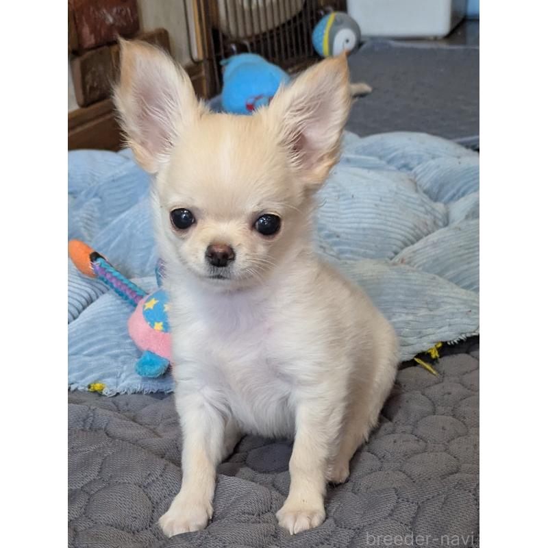 販売中の埼玉県のチワワ(ロングコート)-449169の4枚目