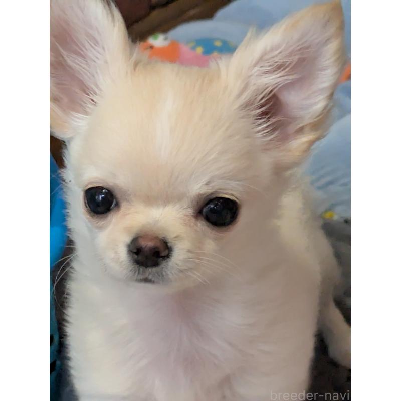 販売中の埼玉県のチワワ(ロングコート)-449169の3枚目