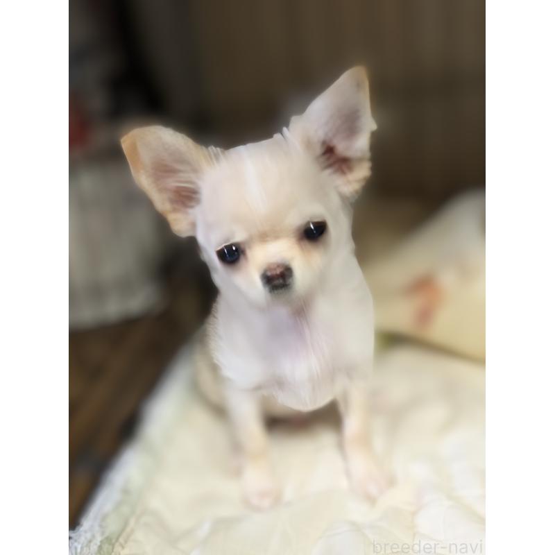 販売中の埼玉県のチワワ(ロングコート)-449169の1枚目