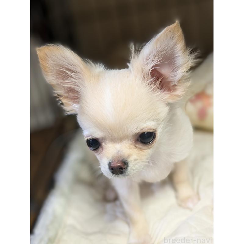 販売中の埼玉県のチワワ(ロングコート)-449169の2枚目