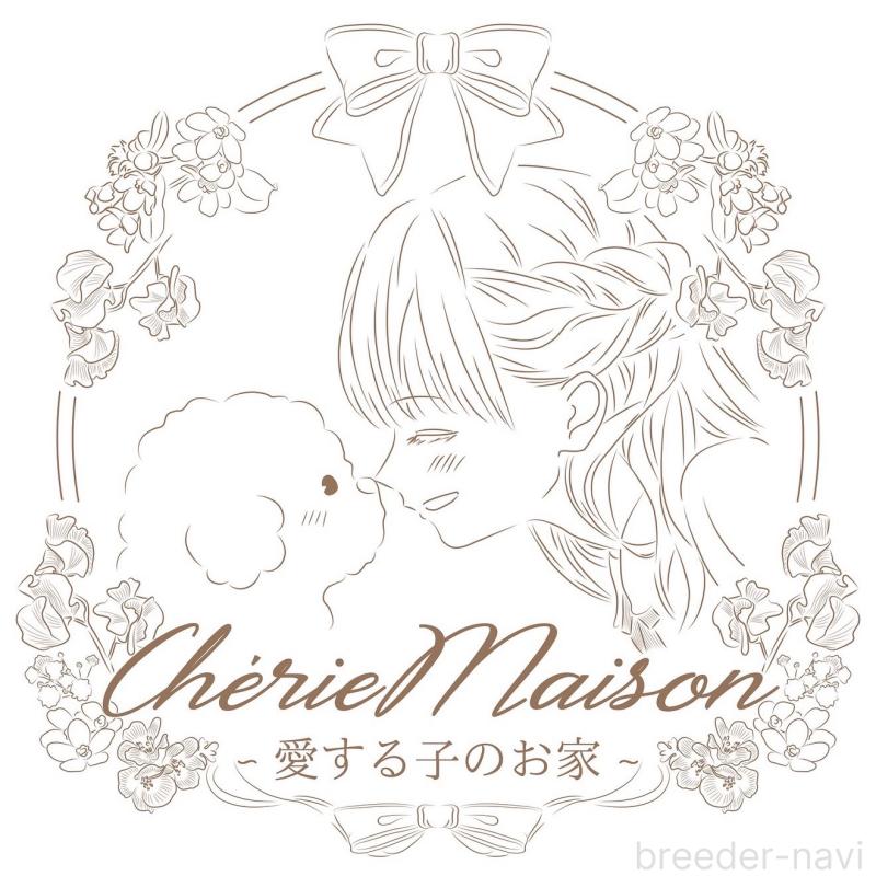 販売中の大阪府のチワプー:チワワ×トイプードル-439400の2枚目