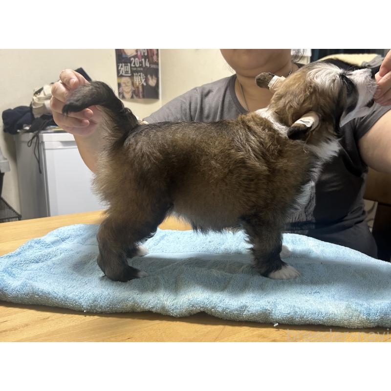 販売中の千葉県のチャイニーズクレステッドドッグ-449171の2枚目