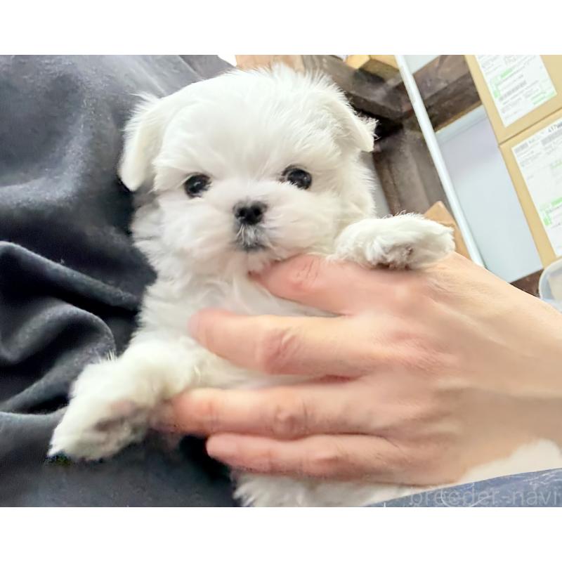 販売中の京都府のマルチーズ-449172の13枚目