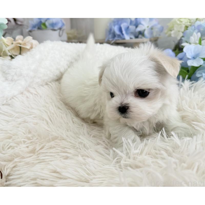 販売中の京都府のマルチーズ-449172の11枚目