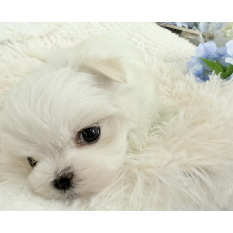 販売中の京都府のマルチーズ-449172の9枚目