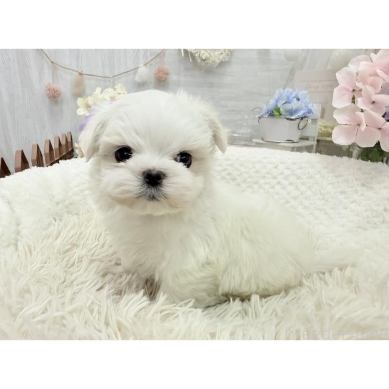 販売中の京都府のマルチーズ-449172の8枚目