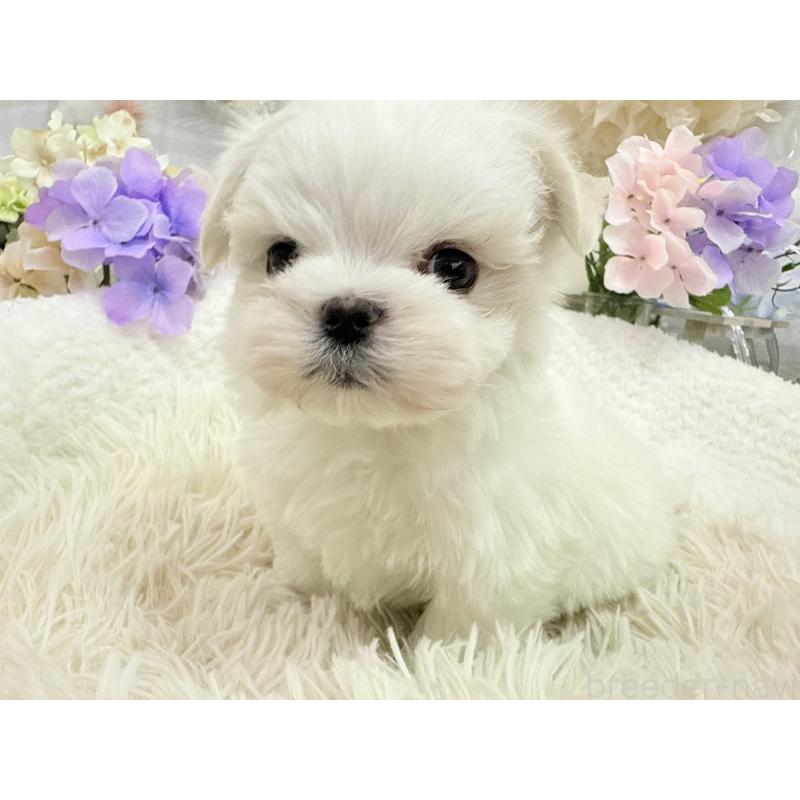 販売中の京都府のマルチーズ-449172の6枚目