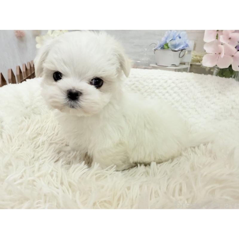 販売中の京都府のマルチーズ-449172の5枚目