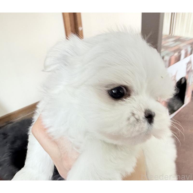 販売中の京都府のマルチーズ-449172の4枚目