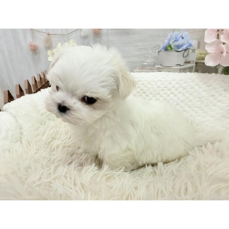 販売中の京都府のマルチーズ-449172の3枚目