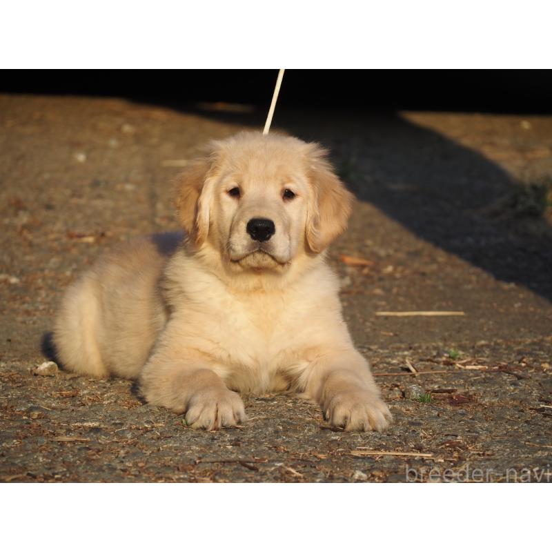 販売中の山梨県のゴールデンレトリーバー-439666の7枚目