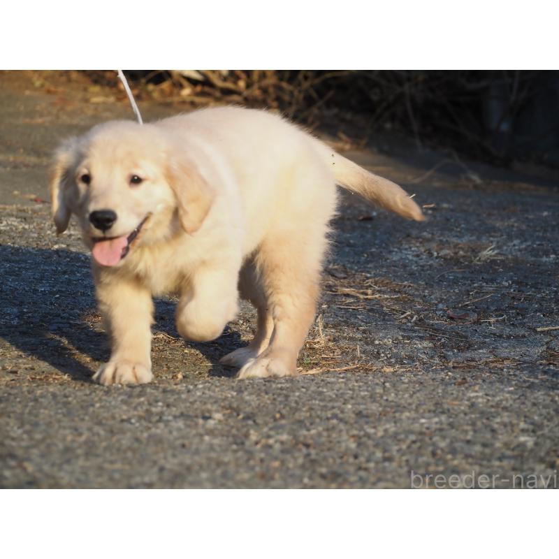 販売中の山梨県のゴールデンレトリーバー-439666の6枚目
