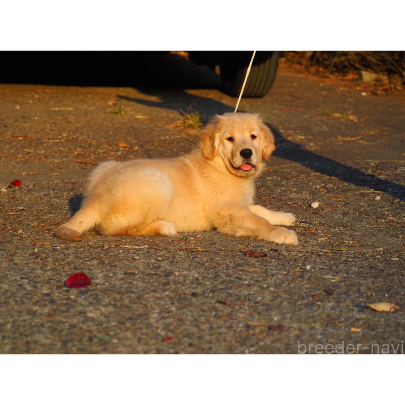 販売中の山梨県のゴールデンレトリーバー-439666の5枚目