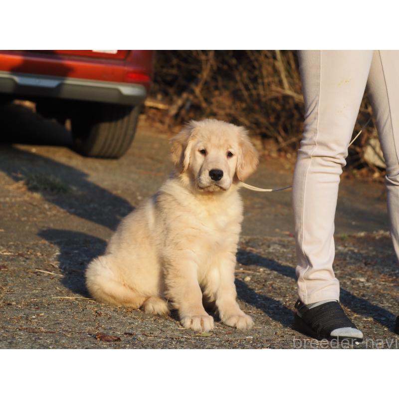 販売中の山梨県のゴールデンレトリーバー-439666の4枚目