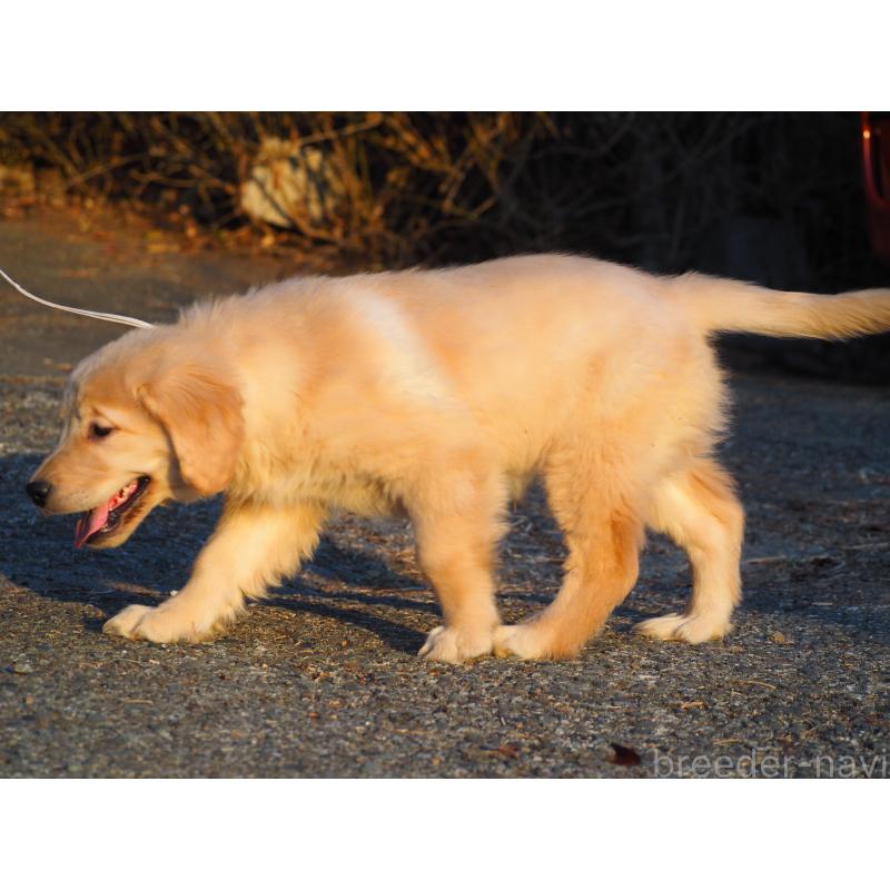 販売中の山梨県のゴールデンレトリーバー-439666の2枚目