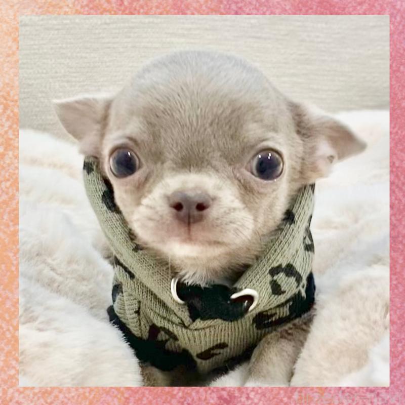 販売中の群馬県のチワワ(スムースコート)-433230