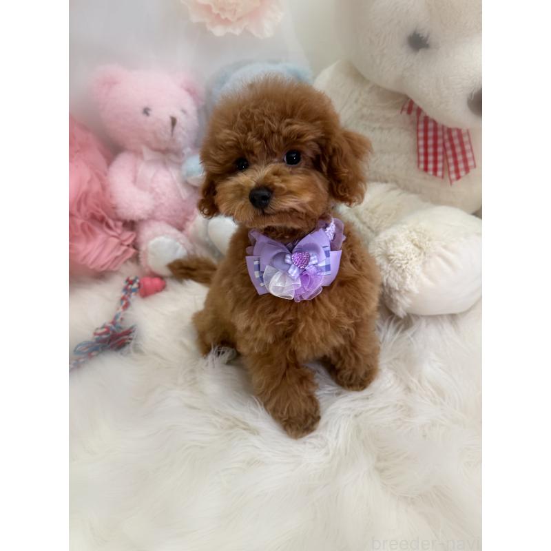 販売中の香川県のトイプードル-430498の4枚目