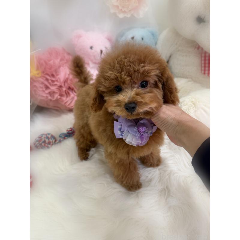 販売中の香川県のトイプードル-430498の3枚目