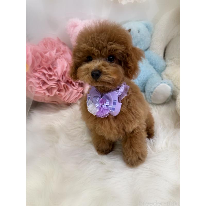 販売中の香川県のトイプードル-430498の2枚目