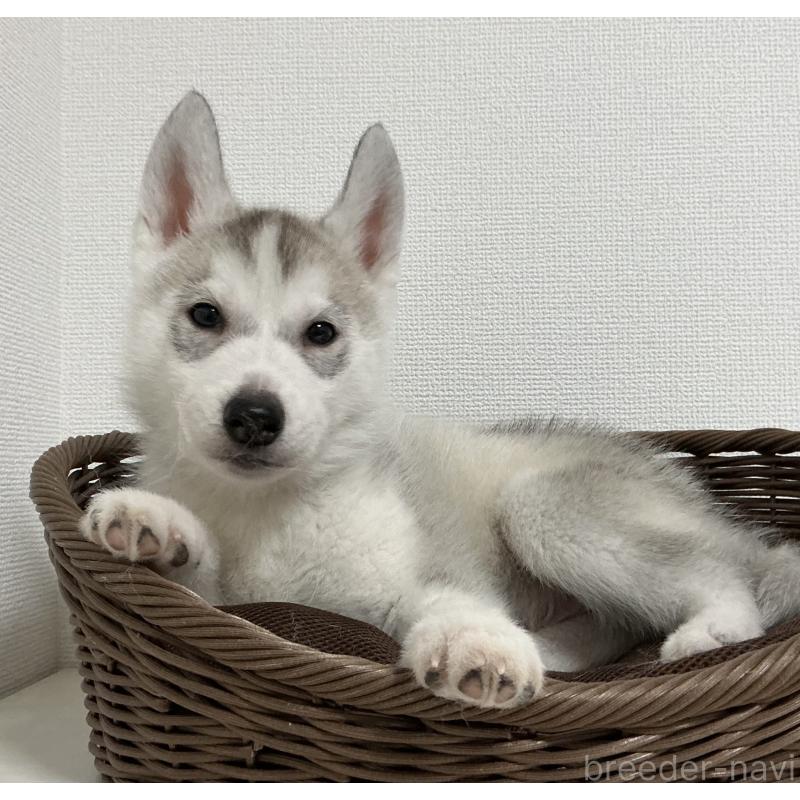 販売中の神奈川県のシベリアンハスキー-439339の5枚目