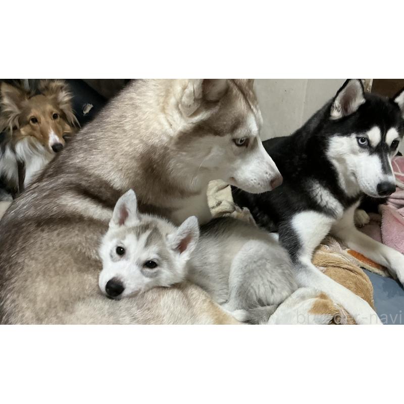 販売中の神奈川県のシベリアンハスキー-439339の4枚目