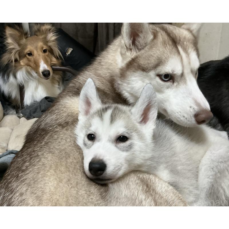 販売中の神奈川県のシベリアンハスキー-439339の3枚目