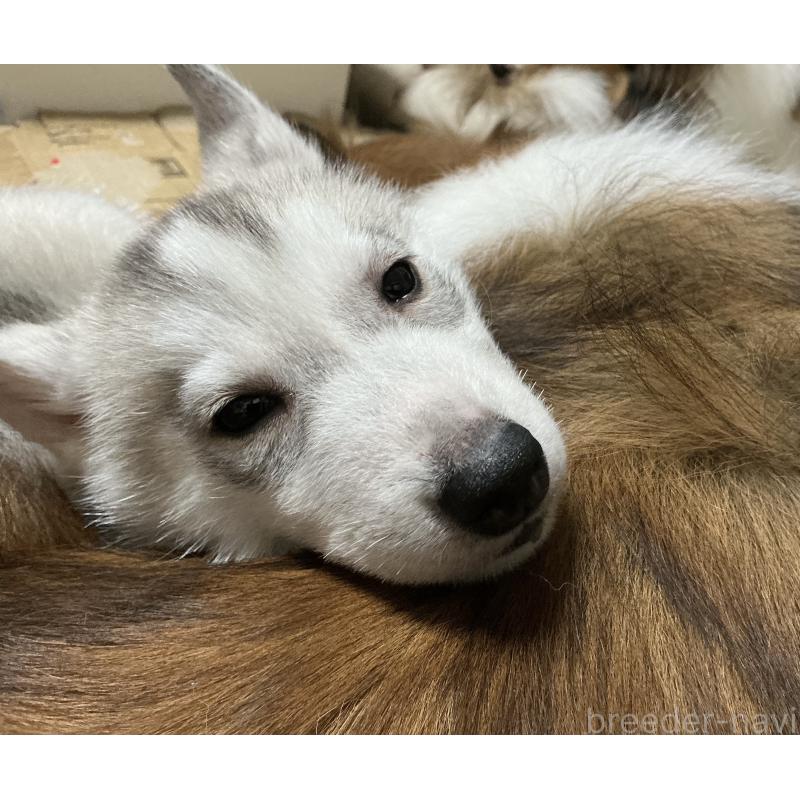 販売中の神奈川県のシベリアンハスキー-439339の2枚目